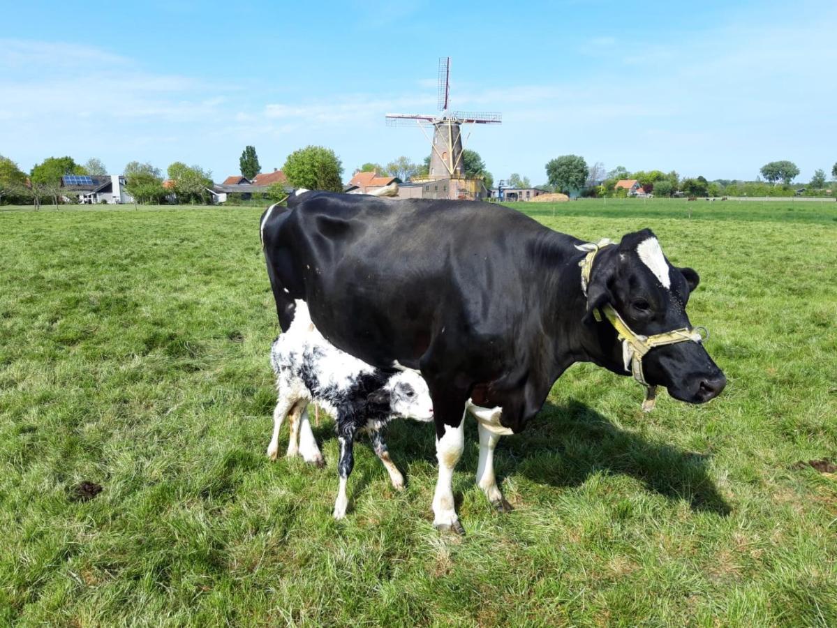 Chalets Op Minicamping Dorpszicht Gapinge Bagian luar foto