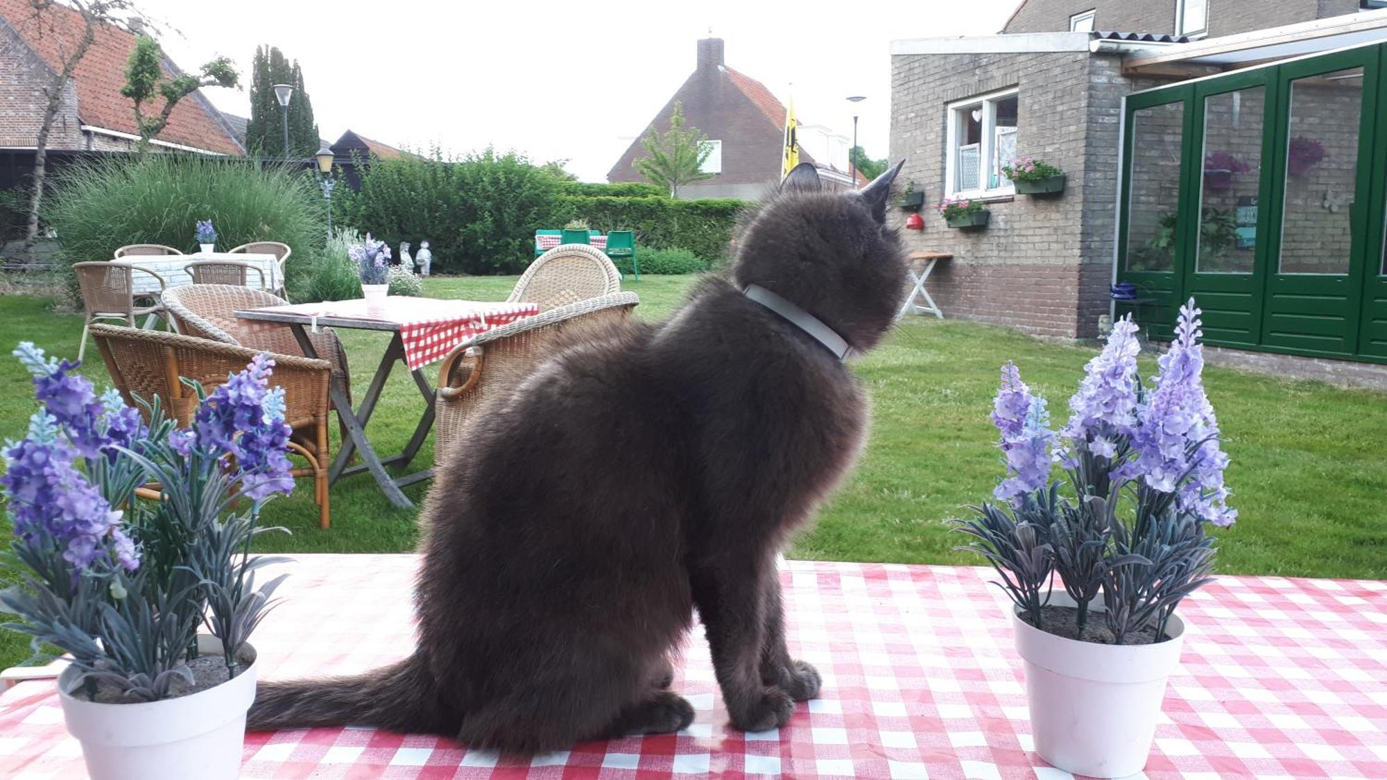 Chalets Op Minicamping Dorpszicht Gapinge Bagian luar foto