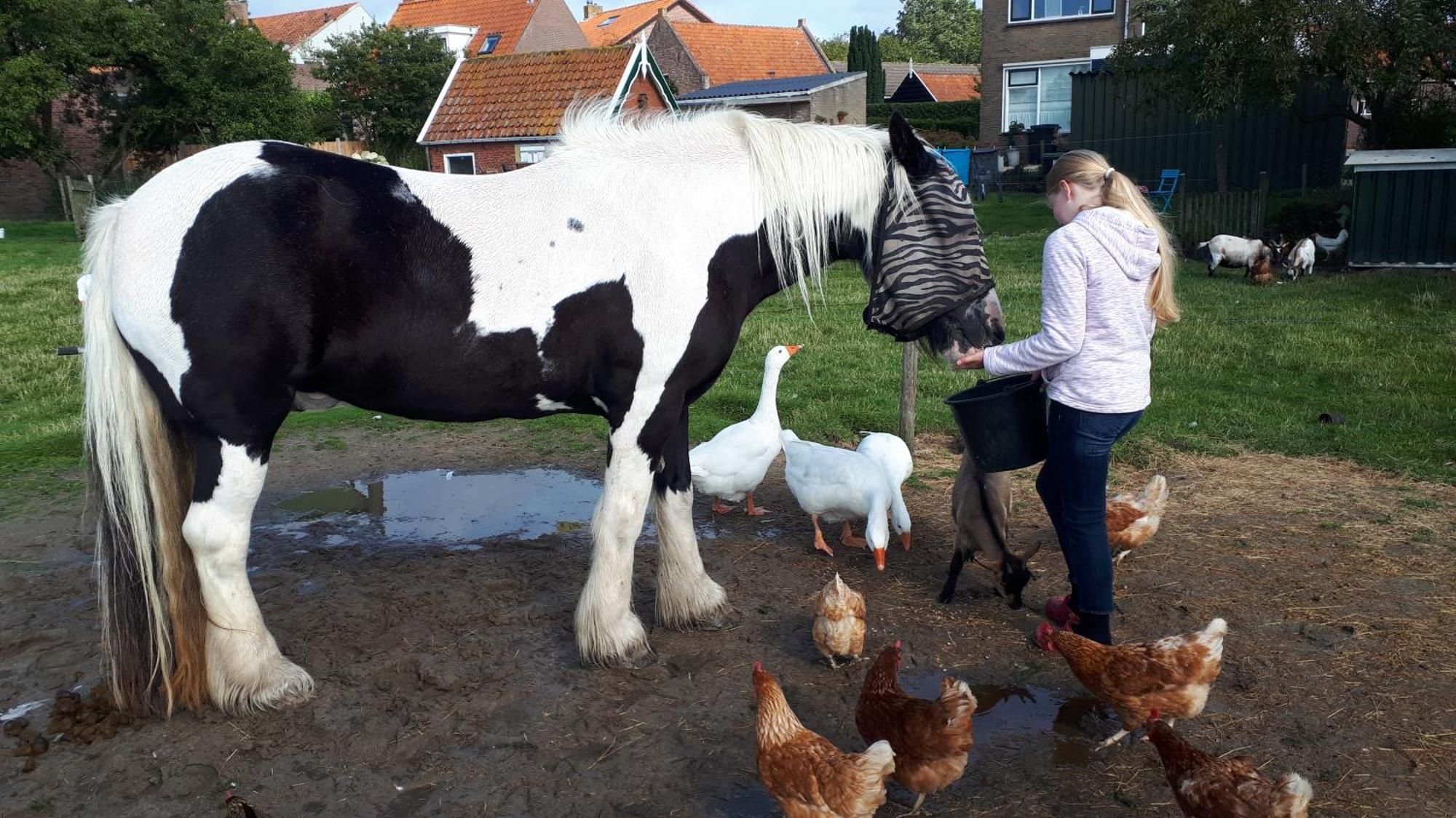 Chalets Op Minicamping Dorpszicht Gapinge Bagian luar foto